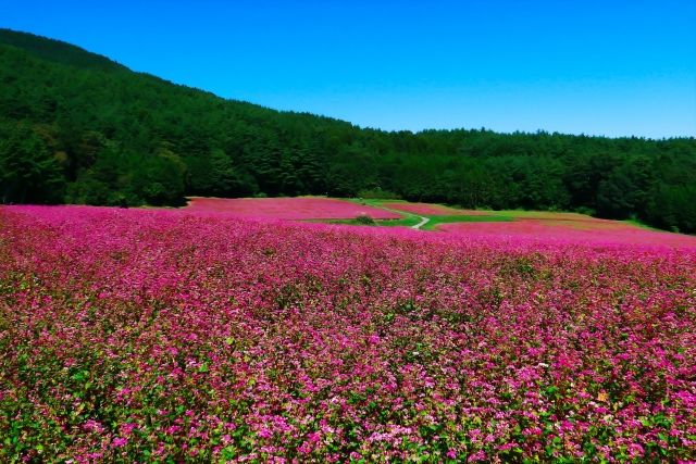 箕輪町の賃貸物件